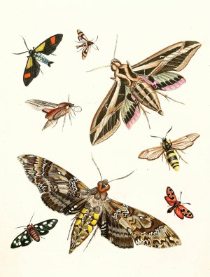 Dr. Sulzer's Short History of Insects, Pl. 19 by Johann Heinrich Sulzer Oil Painting