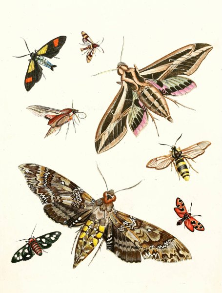 Dr. Sulzer's Short History of Insects, Pl. 19  by Johann Heinrich Sulzer - Hand-Painted Oil Painting Reproduction