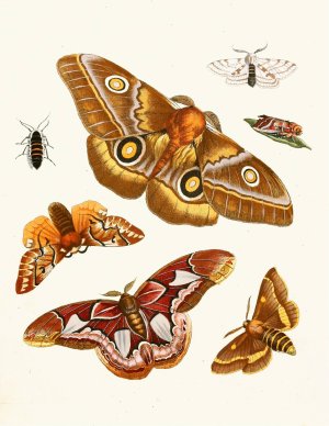 Dr. Sulzer's Short History of Insects, Pl. 20 by Johann Heinrich Sulzer Oil Painting