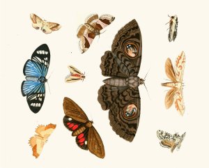 Dr. Sulzer's Short History of Insects, Pl. 21 by Johann Heinrich Sulzer Oil Painting