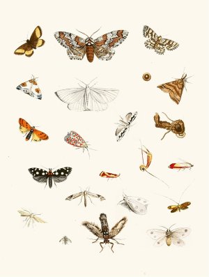 Dr. Sulzer's Short History of Insects, Pl. 22 by Johann Heinrich Sulzer Oil Painting