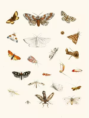 Dr. Sulzer's Short History of Insects, Pl. 22 Oil painting by Johann Heinrich Sulzer