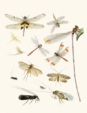 Dr. Sulzer's Short History of Insects, Pl. 23 by Johann Heinrich Sulzer Oil Painting