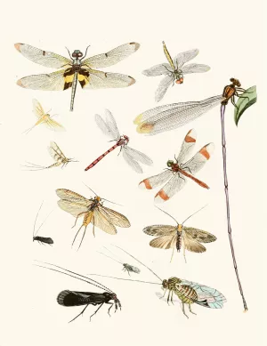 Dr. Sulzer's Short History of Insects, Pl. 23 Oil painting by Johann Heinrich Sulzer