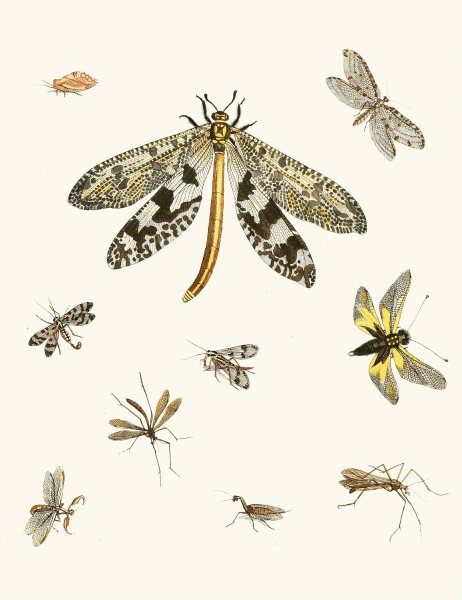 Dr. Sulzer's Short History of Insects, Pl. 24  by Johann Heinrich Sulzer - Hand-Painted Oil Painting Reproduction