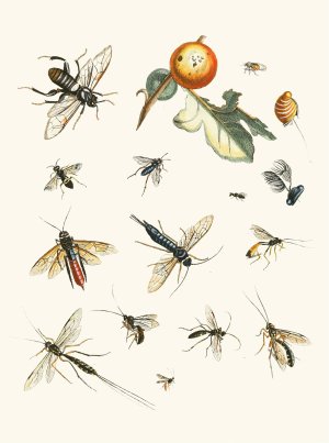 Dr. Sulzer's Short History of Insects, Pl. 25 by Johann Heinrich Sulzer Oil Painting