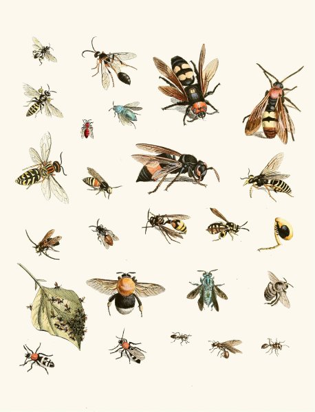 Dr. Sulzer's Short History of Insects, Pl. 26  by Johann Heinrich Sulzer - Hand-Painted Oil Painting Reproduction