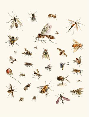 Dr. Sulzer's Short History of Insects, Pl. 27 by Johann Heinrich Sulzer Oil Painting