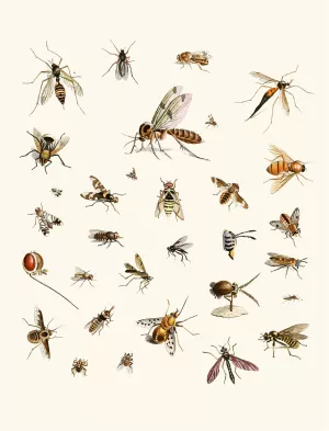 Dr. Sulzer's Short History of Insects, Pl. 27 Oil painting by Johann Heinrich Sulzer