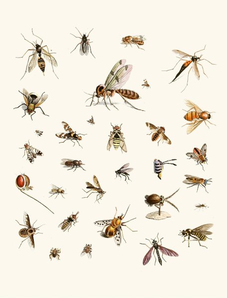 Dr. Sulzer's Short History of Insects, Pl. 27  by Johann Heinrich Sulzer - Hand-Painted Oil Painting Reproduction