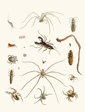 Dr. Sulzer's Short History of Insects, Pl. 28 by Johann Heinrich Sulzer Oil Painting