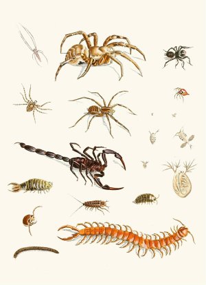 Dr. Sulzer's Short History of Insects, Pl. 29 by Johann Heinrich Sulzer Oil Painting
