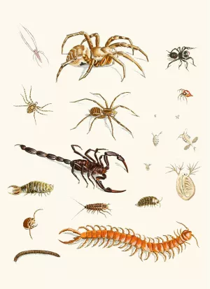 Dr. Sulzer's Short History of Insects, Pl. 29 Oil painting by Johann Heinrich Sulzer
