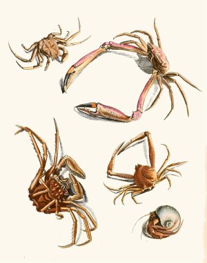 Dr. Sulzer's Short History of Insects, Pl. 30 by Johann Heinrich Sulzer Oil Painting