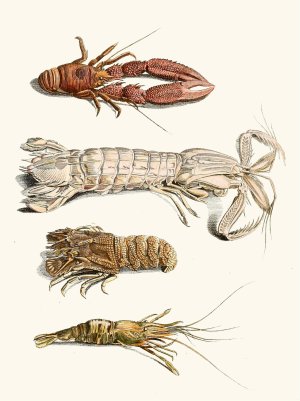 Dr. Sulzer's Short History of Insects, Pl. 31 by Johann Heinrich Sulzer Oil Painting