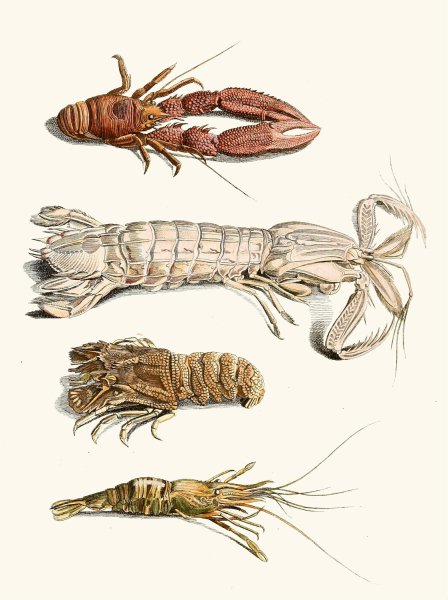 Dr. Sulzer's Short History of Insects, Pl. 31  by Johann Heinrich Sulzer - Hand-Painted Oil Painting Reproduction