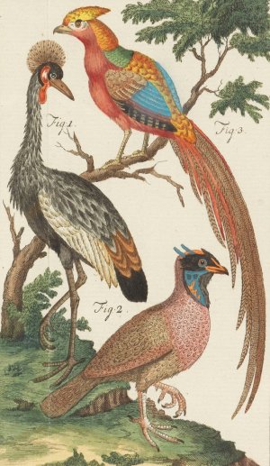 Naturlehre by Johann Jacob Ebert Oil Painting