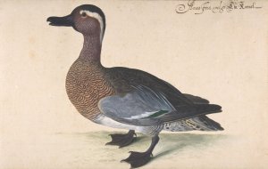 A Male Teal Oil painting by Johann Jakob Walther