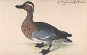 A Male Teal by Johann Jakob Walther Oil Painting