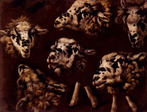 A Study Of Heads Of Sheep