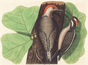 The Red Bellied Woodpecker Oil painting by Johann Michael Seligmann