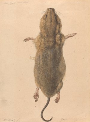 A Field Mouse, from Above by Johann Rudolph Schellenberg Oil Painting