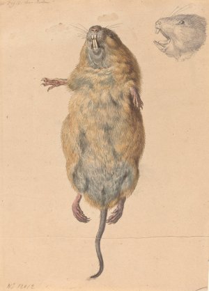 A Field Mouse, from Below by Johann Rudolph Schellenberg Oil Painting