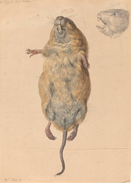 A Field Mouse, from Below  by Johann Rudolph Schellenberg - Hand-Painted Oil Painting Reproduction