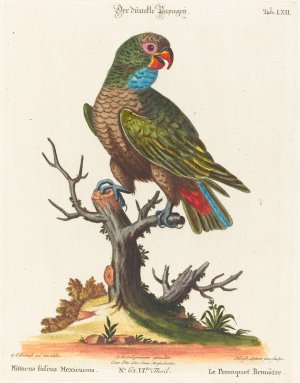 Leitner after George Edwards, Parrot by Johann Sebastian Leitner Oil Painting
