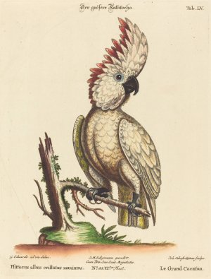 Psittacus albus cristatus maximus by Johann Sebastian Leitner Oil Painting