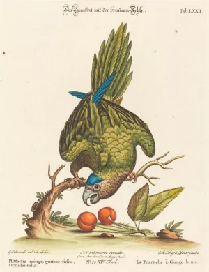 Psittacus minor gutture fusco, occidentalis Oil painting by Johann Sebastian Leitner