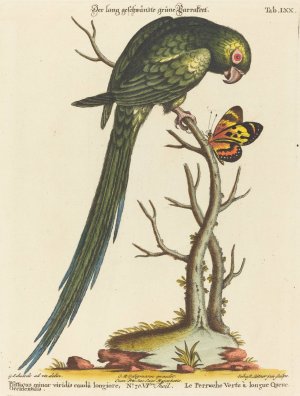 Psittacus minor viridis cauda longiore Occidentalis by Johann Sebastian Leitner Oil Painting