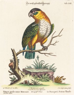 Psittacus viridis minor Mexicanus by Johann Sebastian Leitner Oil Painting
