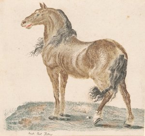 The Neighing Horse by Johann Teyler Oil Painting