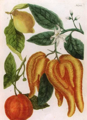 Illustration from Phytanthoza Iconographia by Johann Wilhelm Weinmann Oil Painting