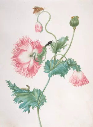 A Poppy in Three Stages of Flowering, with a Caterpillar, Pupa and Butterfly by Johanna Helena Graff Oil Painting