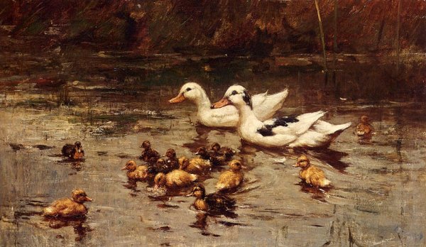 Ducks Having A Swim