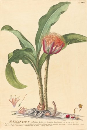 Haemanthus by Johannes Jacob Haid Oil Painting