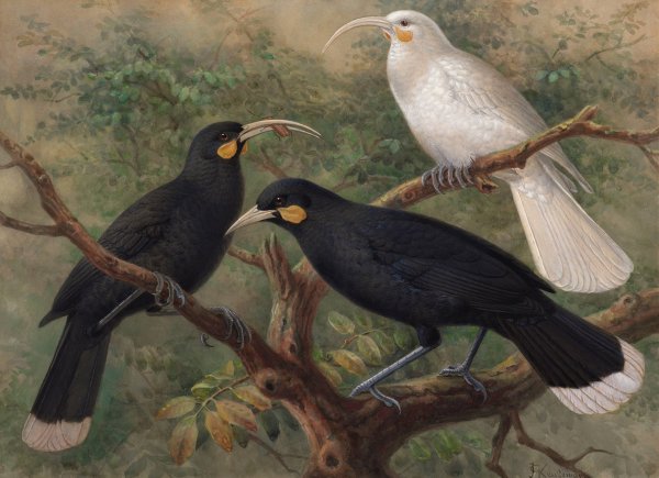 Main Product Photo of Three huia  Painting by Johannes Keulemans