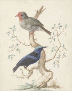 Bresiljaan en Colibri by Johannes Van Bronckhorst Oil Painting
