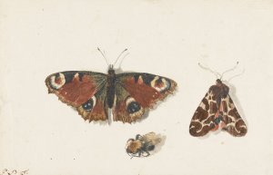 Butterfly, Moth and Bumblebee by Johannes Van Bronckhorst Oil Painting
