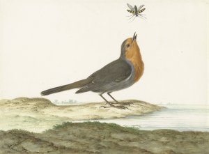 Roodborstje by Johannes Van Bronckhorst Oil Painting