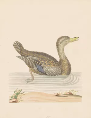 Roan Duck by John Abbot Oil Painting