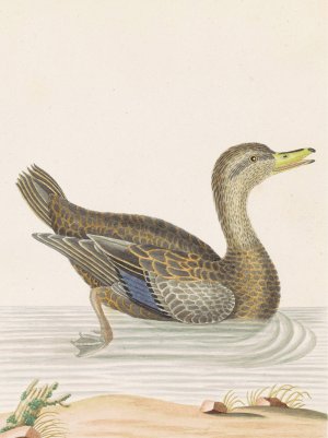 Roan Duck Oil painting by John Abbot