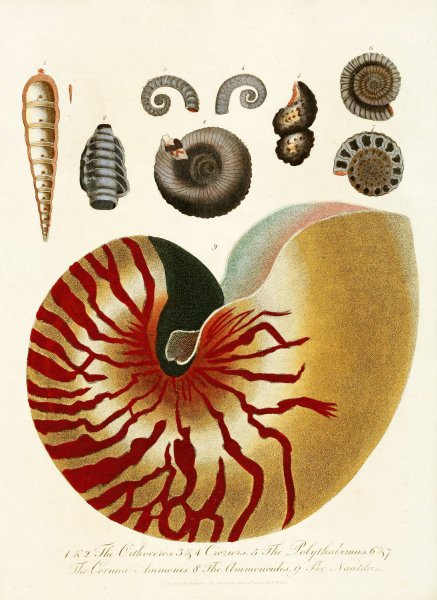 Main Product Photo of Encyclopaedia londinensis - Conchology Pl. 01  Painting by John Chapman