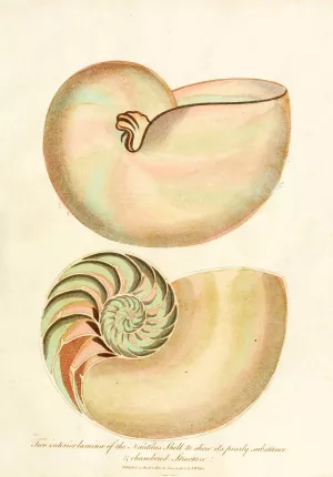 Encyclopaedia londinensis - Conchology Pl. 02 Oil painting by John Chapman