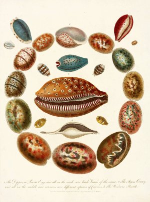 Encyclopaedia londinensis - Conchology Pl. 03 by John Chapman Oil Painting