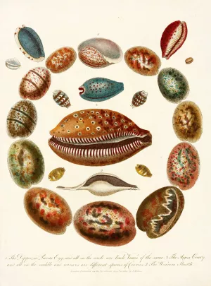 Encyclopaedia londinensis - Conchology Pl. 03 Oil painting by John Chapman