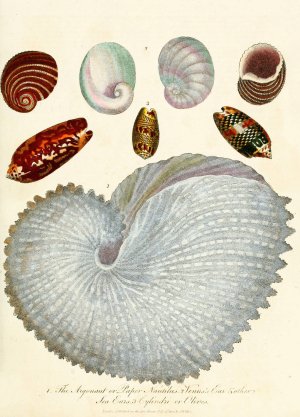 Encyclopaedia londinensis - Conchology Pl. 04 by John Chapman Oil Painting