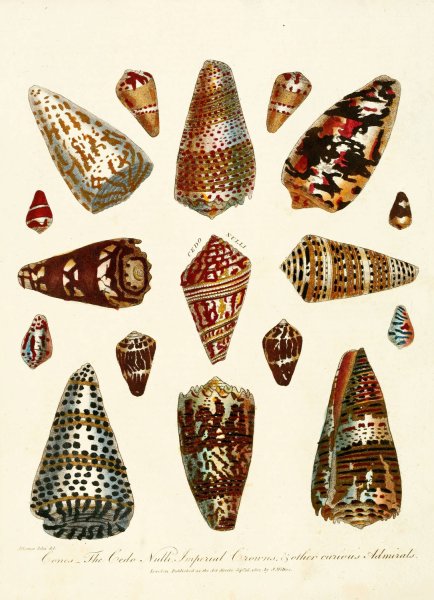 Main Product Photo of Encyclopaedia londinensis - Conchology Pl. 05  Painting by John Chapman